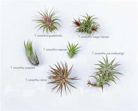 Common Tillandsia Ionantha Forms Air Plants Types Of Air Plants Air