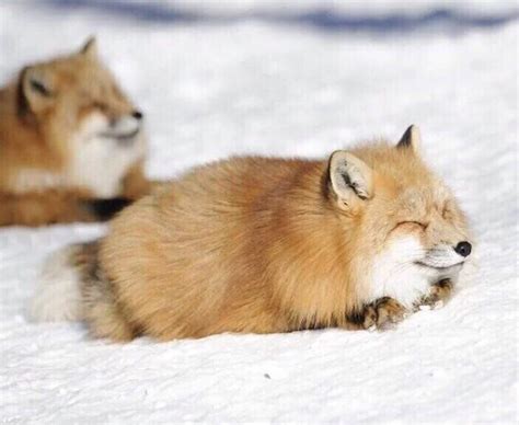 I Know Foxes Are Canidae But They Look More Like Cats So
