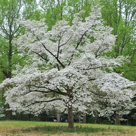 FLOWERING DOGWOOD white cornus florida CHEROKEE PRINCESS ...