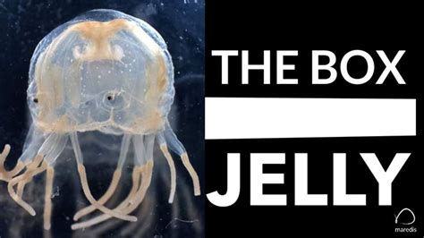 Box Jellyfish The 1 Most Venomous Creature In The World In 2022