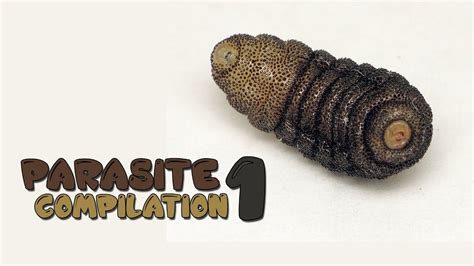 Parasite Larva Botfly Compilation 1 Youtube