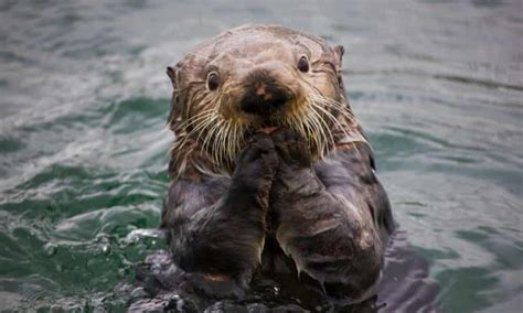 How Sea Otters Help Save The Planet Environment The Guardian
