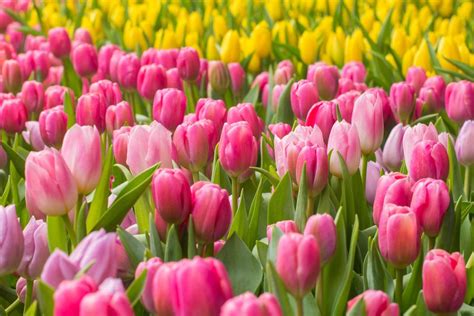 April Flowers To Brighten Your Spring Garden Gildshire
