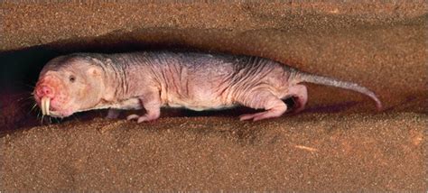 Mole Rats May Hold Key To Human Longevity The New York Times