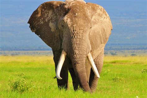 Um Dos Ltimos Elefantes Com Grandes Presas Do Mundo Assassinado Por