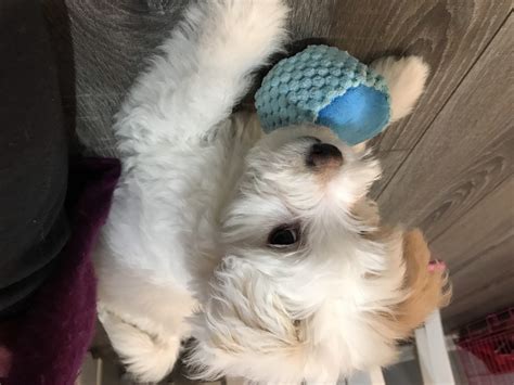 Daily exercise is necessary, coupled with a good balance of affection. Maltipoo Puppies For Sale | Washington Township, MI #322359