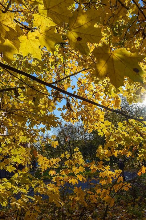 Golden Autumn Autumn Maple Leaves Stock Photo Image Of Landscapes