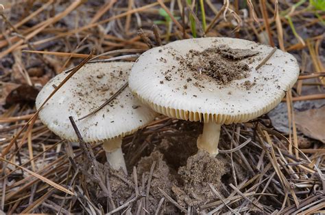 Texas Mushrooms Search In Pictures