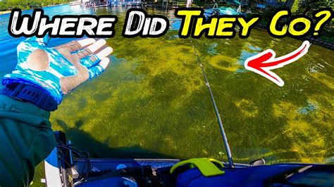 Finding Early Summer Largemouth Post Spawn Bass Youtube