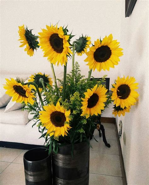 Pinterest кαℓєyнσggℓє Sunflower Wallpaper Sunflower Pictures