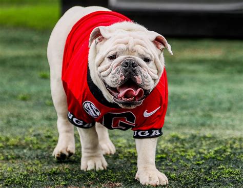 Uga X Most Decorated Of All The Bulldog Mascots Dies At Home In