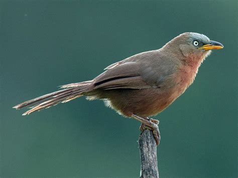 Rufous Babbler Ebird