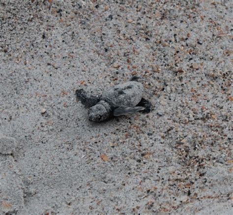 Reflections from the departing navy surgeon general. The Raspberry Rabbits: Seamore and the Sea Turtles