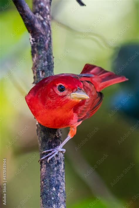 Red Tanager In Green Vegetation Bird On The Big Palm Leave Summer