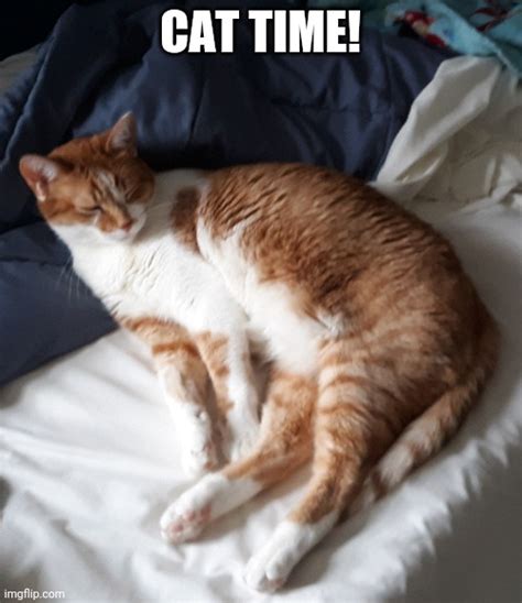 Cat Time Imgflip