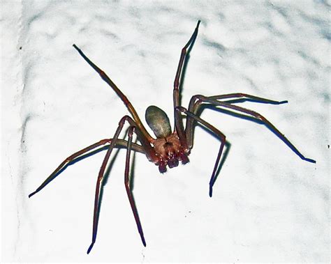 Notes On Brown Recluse Spider Behavior Bugs In The News