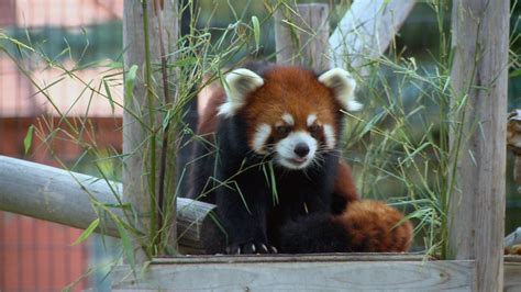 Red Panda To Leave Saskatoon Forestry Farm Park And Zoo Ctv News