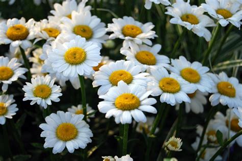 Daisy Flower Types Of Daisies Hgtv