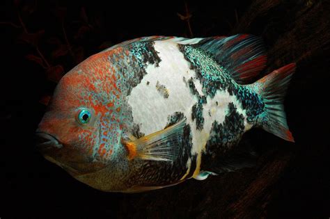 Marbled Vieja Fenastratus Tropical Freshwater Fish