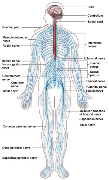 Que = what is urinary system ? Peripheral Nervous System: Definition, Function & Parts ...