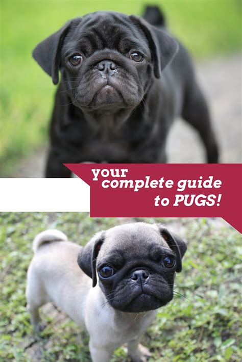 Pug Dog Breed Information Center A Complete Guide To The Pug