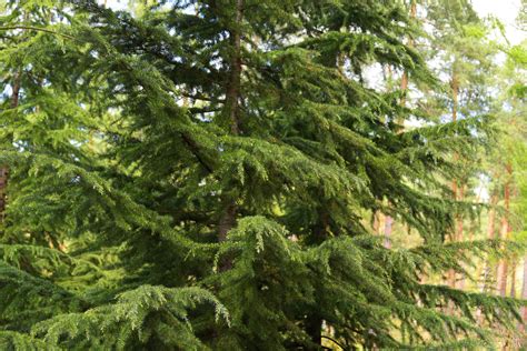 How To Grow And Care For The Deodar Cedar