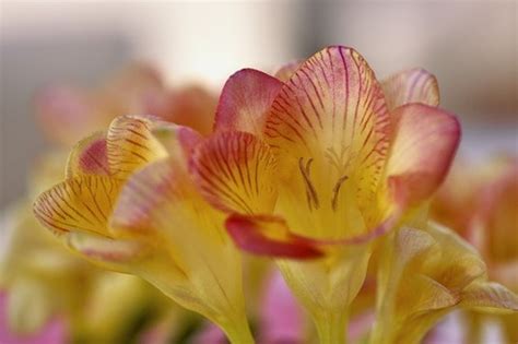 Menggambar bunga pun menjadi hal yang mudah untuk anda lakukan. Au printemps, zoom sur le freesia au jardin