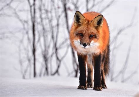 Free Photo Fox Animal Nature Winter Fauna Free Image On Pixabay