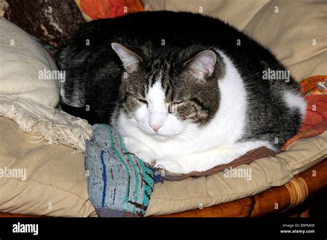 Mask And Mantle Cat Hi Res Stock Photography And Images Alamy