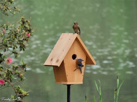 Couple Of Eastern Bluebirds Moved Into Diy Bluebird Approved Birdhouse