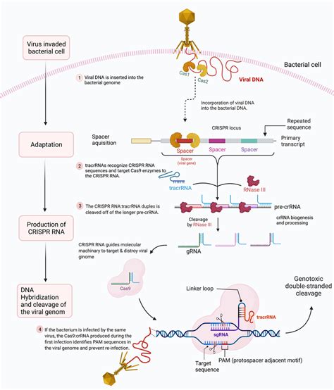 The Stages Of Crisprcas Adaptive Immunity The Three Phases Of The