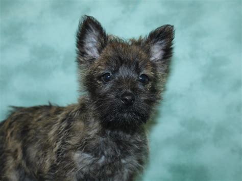 A pleasant, sprightly, scottish highland breed. Cairn Terrier-DOG-Female-Wheaten-2732548-Petland Dalton