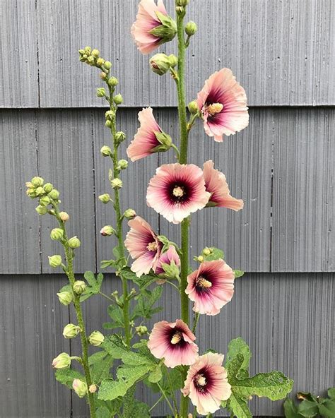 In severe cases, hollyhock leaves will begin to weevils multiply quickly and can produce many generations each year. Our hollyhocks finally bloomed this year! The depth of ...