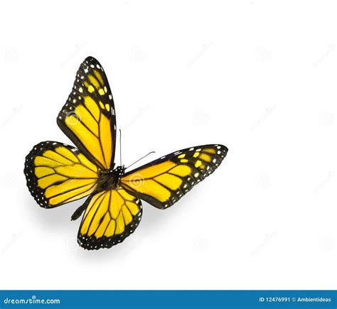 Bright Yellow Butterfly Isolated On White Stock Image Image Of Wing