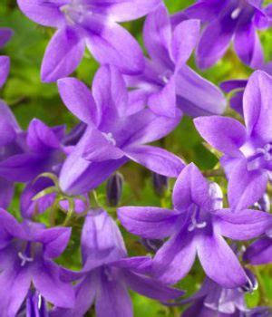Purple is an extremely popular flower color, with favorites including lavender and aster. Purple Flower Names - Enlisted With a Beautiful Photo Gallery