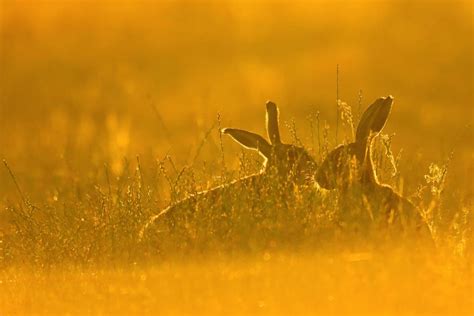Brown Hares Bing Wallpaper Download