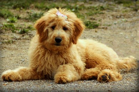 Best Dog Food For Goldendoodles Puppies Adults And Seniors