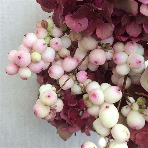 Snowberries Blushed With Pink Have A Lovely Floral Sunday Winter