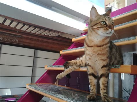 Fabulous cat, the name of my shop, is a tribute to my beloved cat who stood by me and kept me company through all my projects. I know I'm fabulous : cats