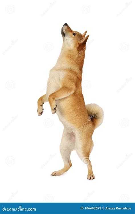 Shiba Inu Dog Standing On Hind Legs Stock Image Image Of Purebred