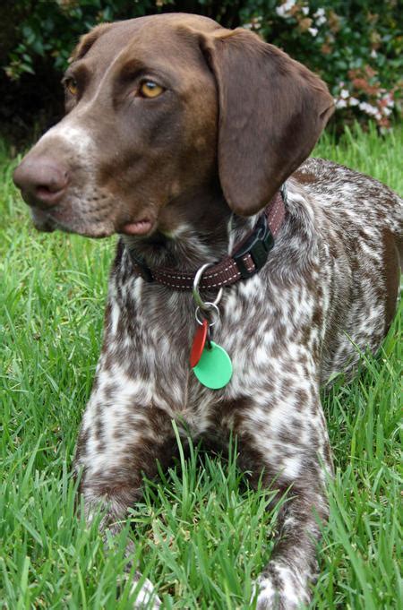 Heres Some So So Naughty German Shorthaired Pointers Youre Welcome