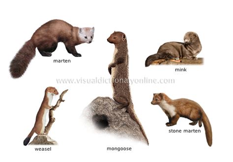Animal Kingdom Carnivorous Mammals Examples Of Carnivorous