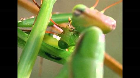 Praying Mantis Eats The Head Of Her Mate During Sex Youtube