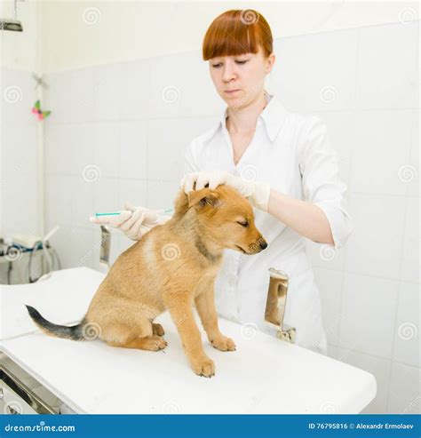 Vet doing vaccination dog stock photo. Image of hand - 76795816