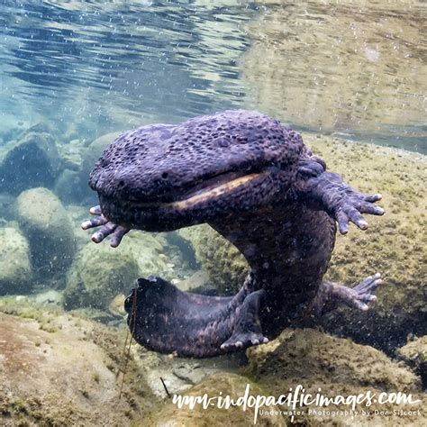 Giant Salamander River Monsters