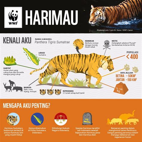 The Critically Endangered Sumatran Tiger Harimau Is Tiger In The