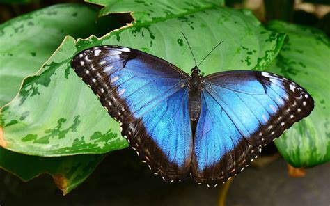 Blue Morpho Butterfly Species Profile And Facts Insectic