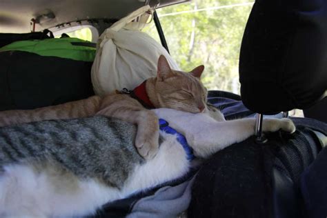 Tips And Tricks For Traveling With Cats Wiscamping