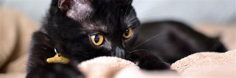 Wondering what you should name your new black kitty? Black Cat Names - 100 Striking Names for Your Black Cat ...