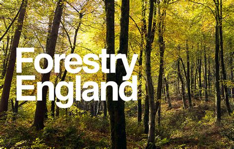 Forestry England Partnered With Vysiion To Managed Digital Transformation